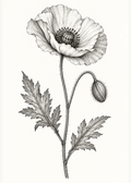 Botanische Tuschezeichnung einer Mohnblüte – Schwarz-Weiß-Hauptmotiv ohne Rahmen.