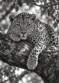 Ruhender Leopard im Licht – Schwarz-Weiß-Wandbild.