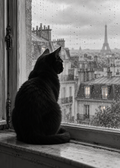Schwarze Katze am Pariser Fenster – Schwarz-Weiß-Wandbild.