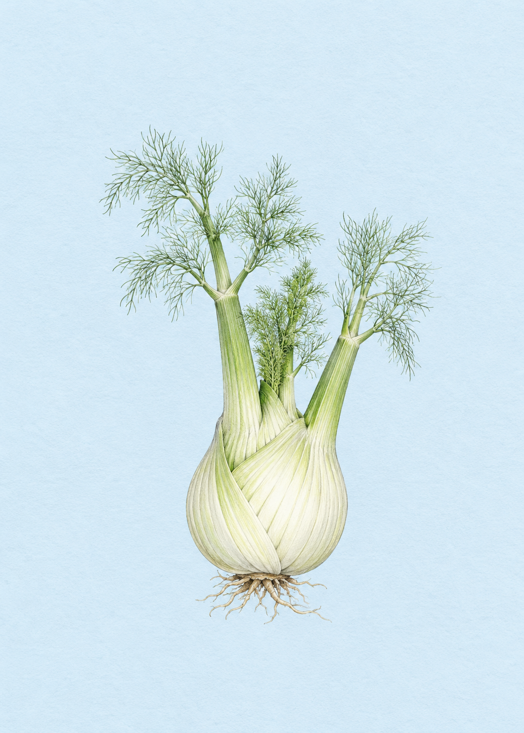 Fenchel – Originalmotiv