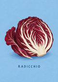 Radicchio – Originalmotiv